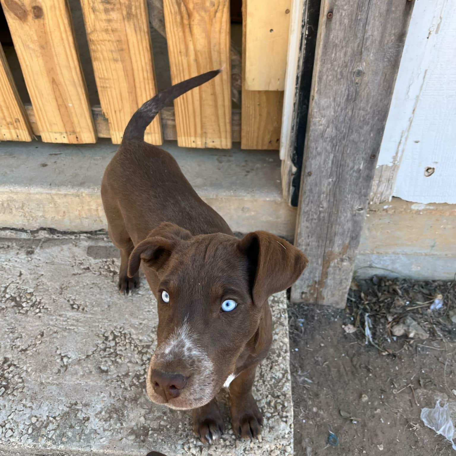 Enlarge Johnny, a ADOPTABLE mixed breed in Paramus, NJ image 5/6
