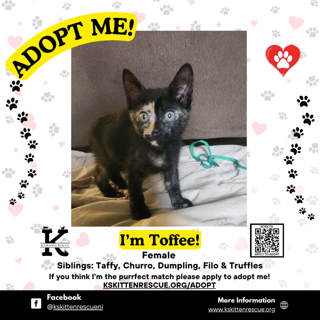 Toffee, ADOPTABLE, Kitten Female Domestic Short Hair.