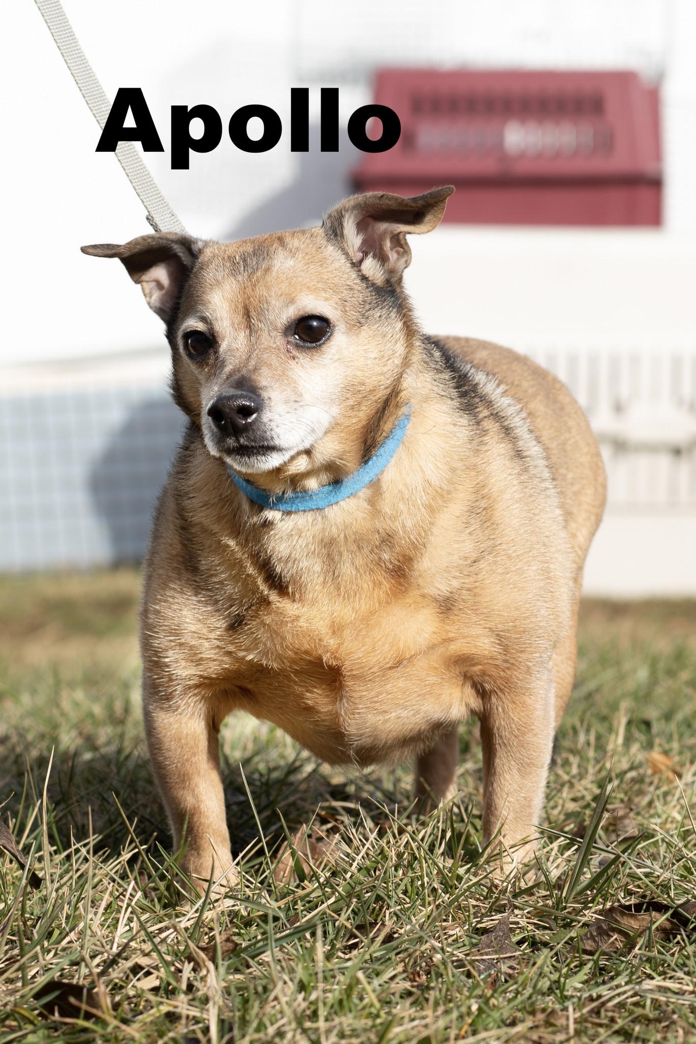 Enlarge Apollo, an adopted Chihuahua in Macomb, IL image 2/2