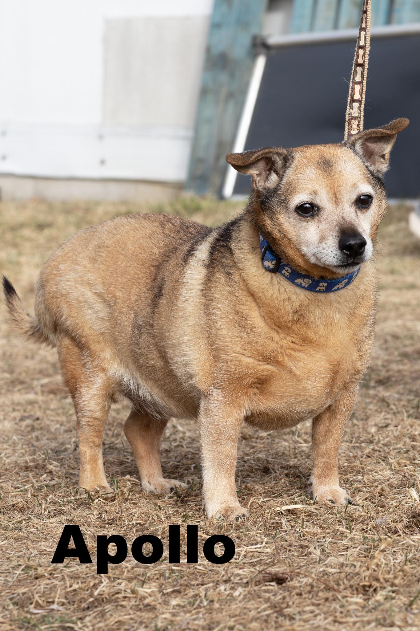 Enlarge Apollo, an adopted Chihuahua in Macomb, IL image 1/2