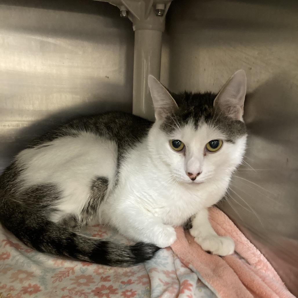 Joann, Adoptable, Adult Female Domestic Short Hair.