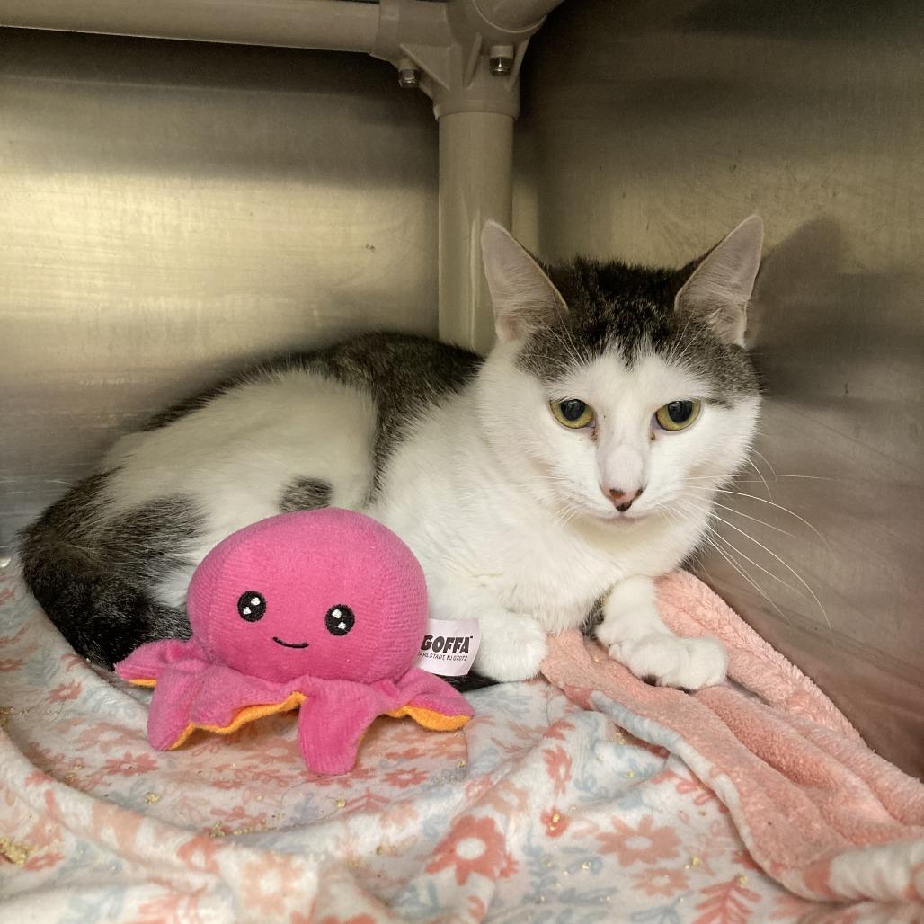 Enlarge Joann, a Adoptable Domestic Short Hair in Bedford, NH image 2/2
