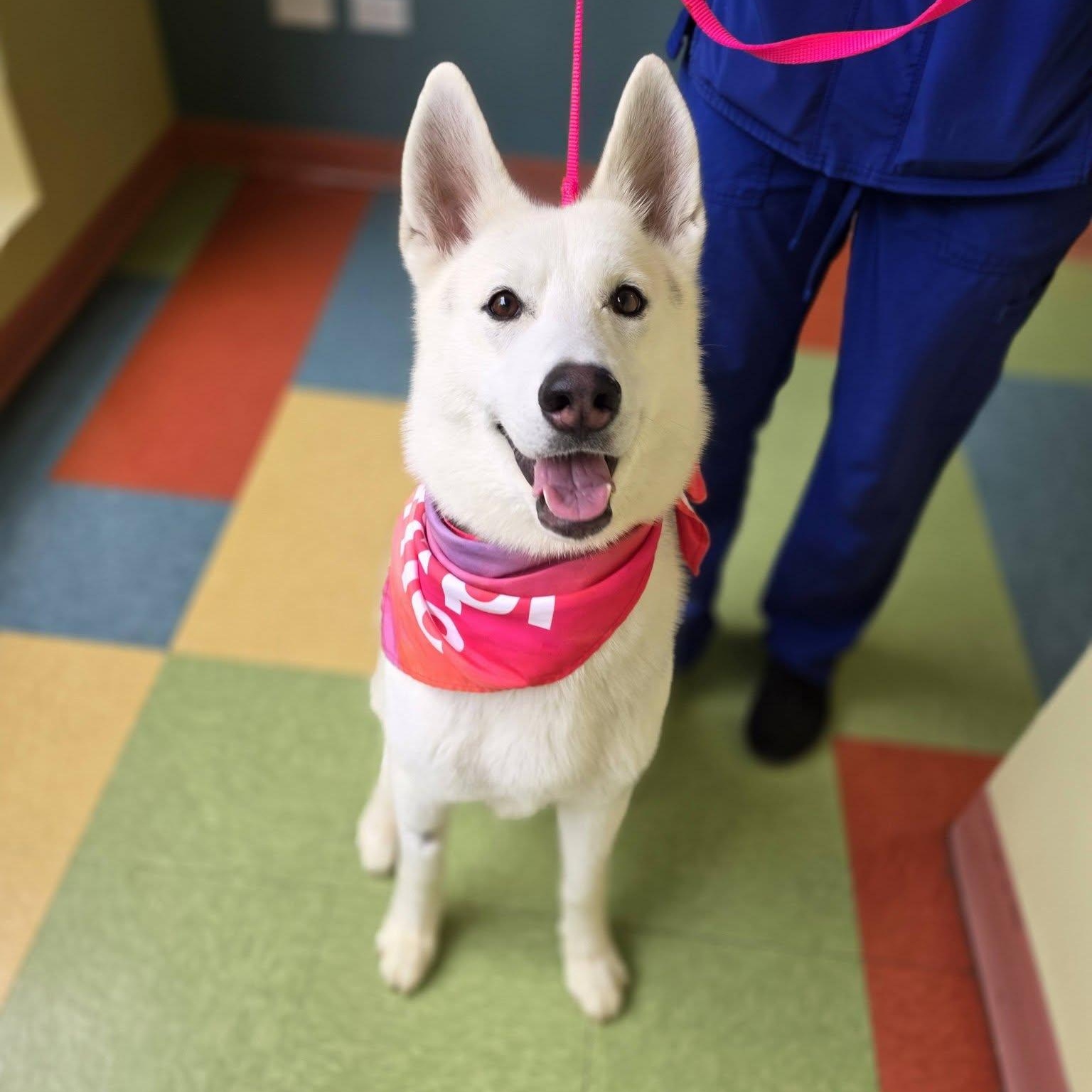 Toasty, a ADOPTABLE Husky in Wheeling, IL image 6/6