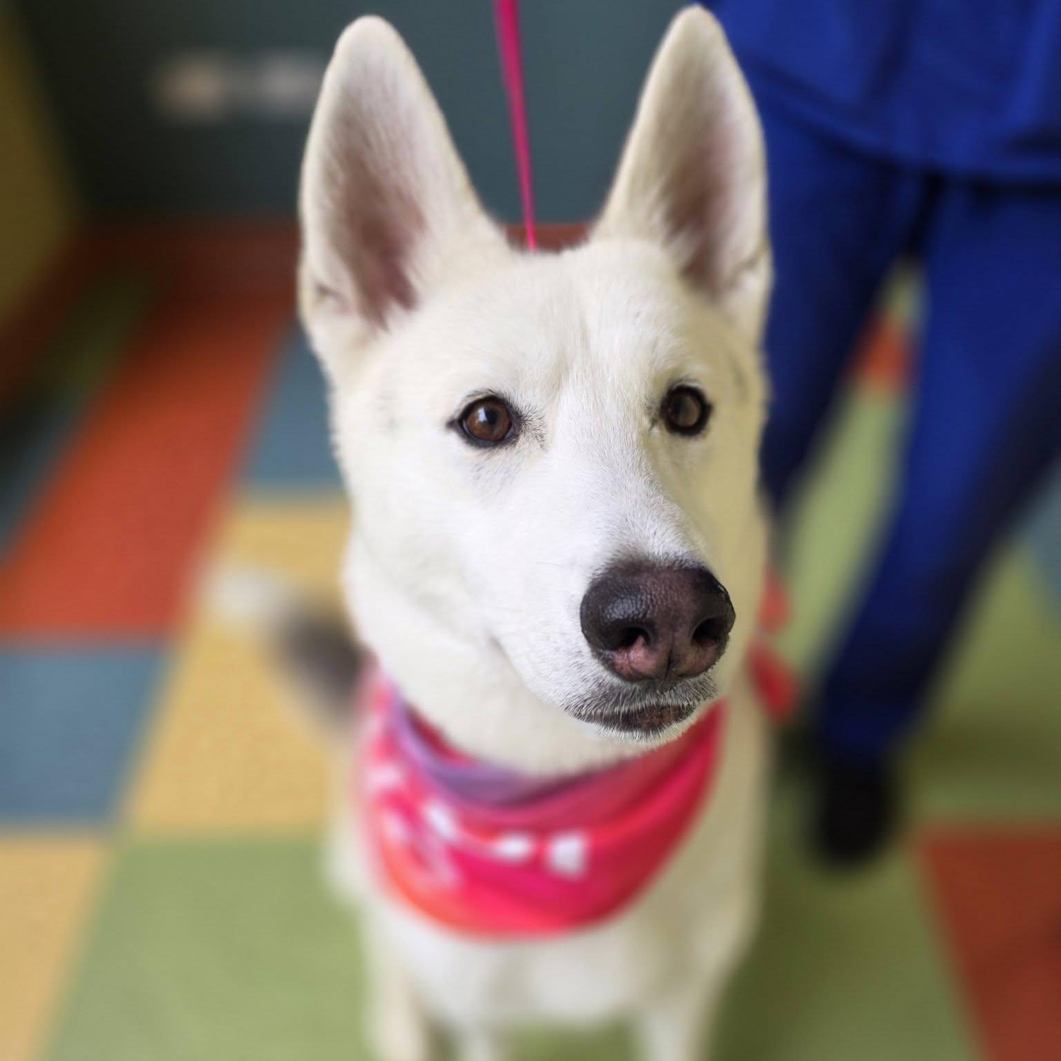 Toasty, a ADOPTABLE Husky in Wheeling, IL image 2/6