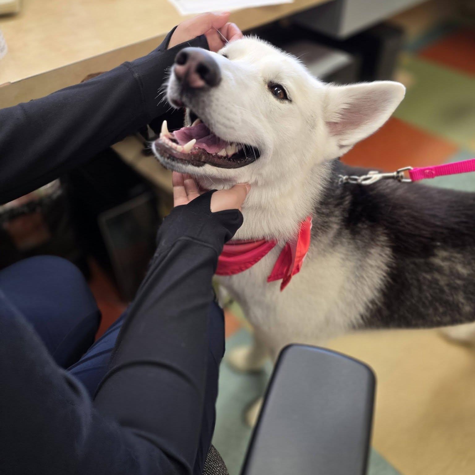 Toasty, a ADOPTABLE Husky in Wheeling, IL image 4/6
