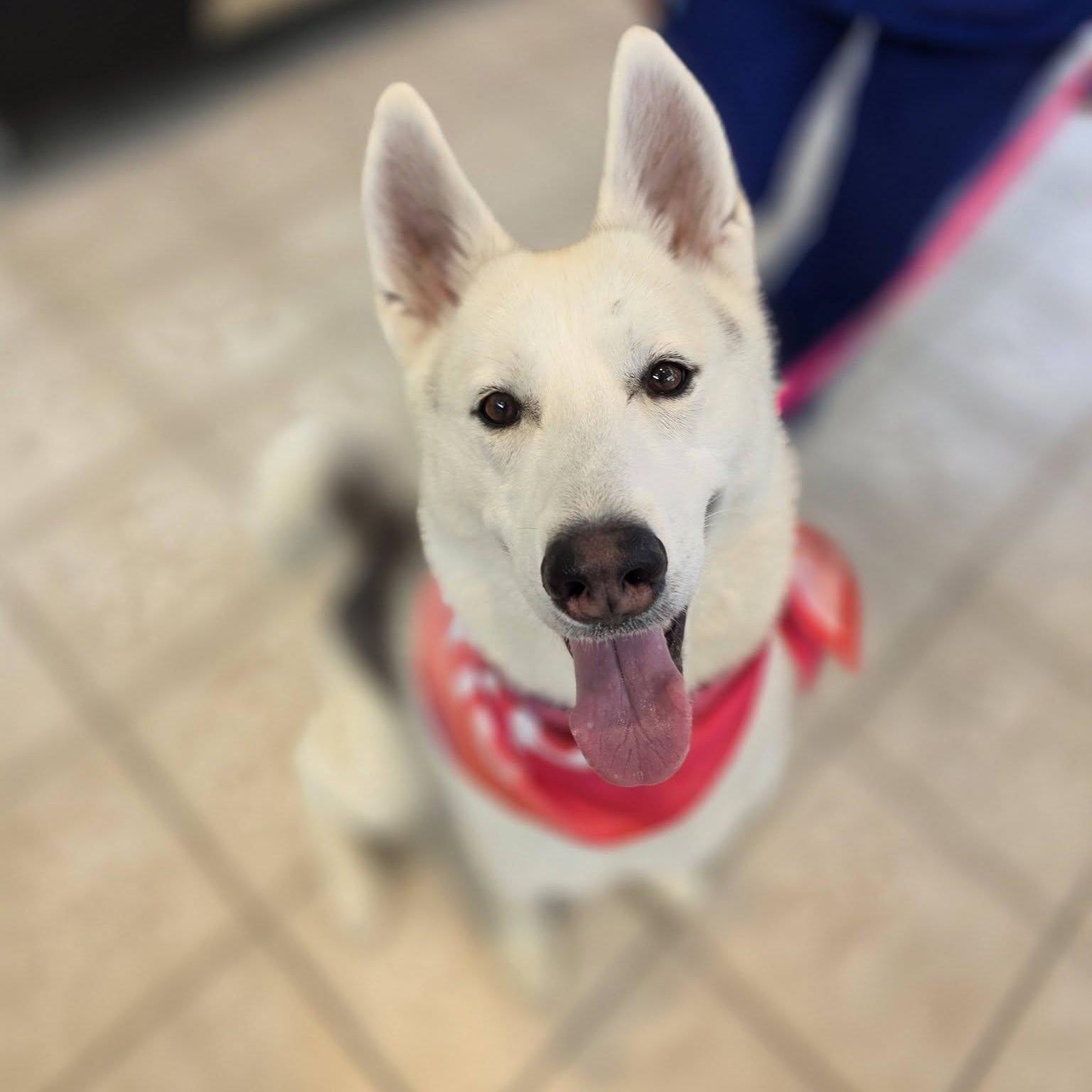 Toasty, a ADOPTABLE Husky in Wheeling, IL image 3/6