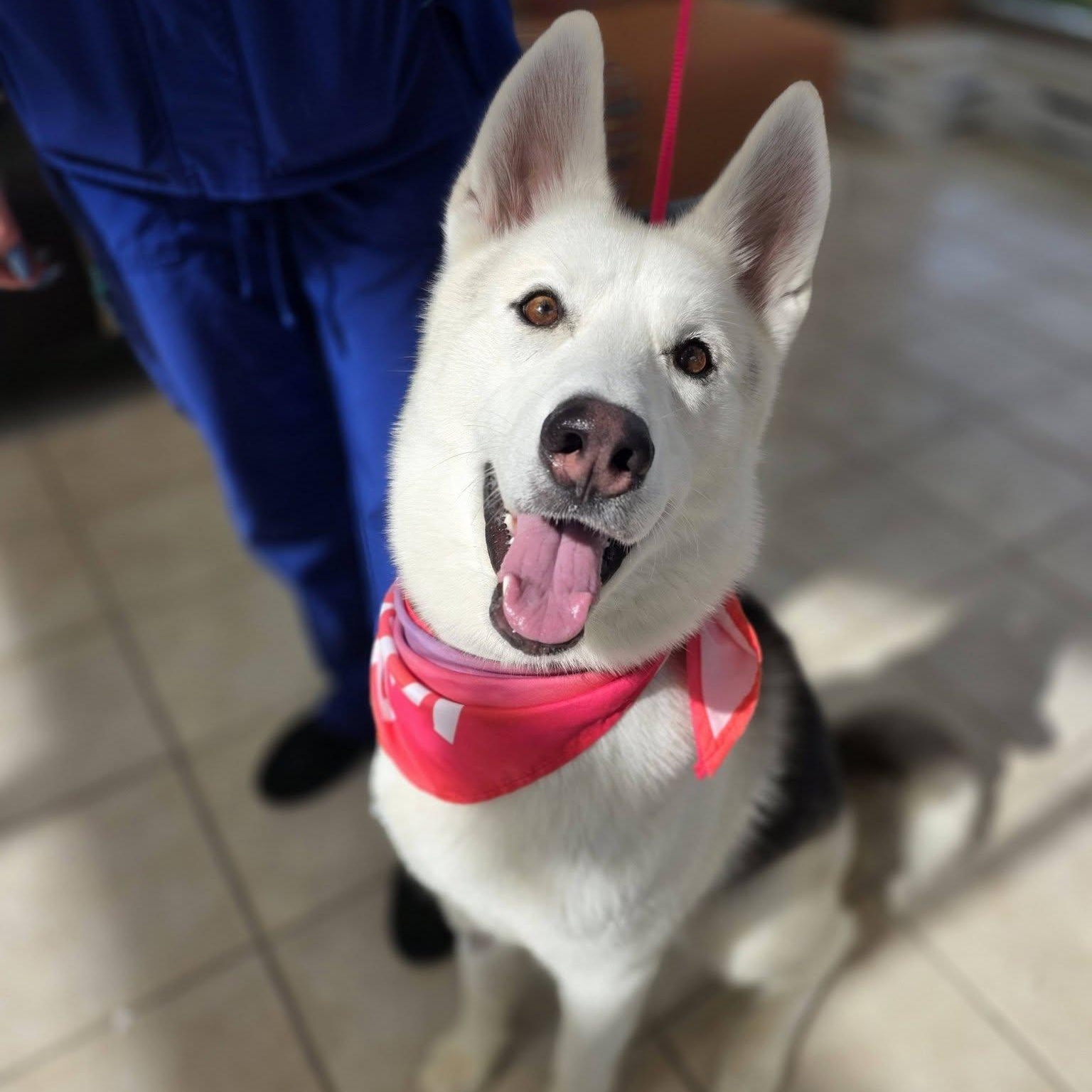 Toasty, ADOPTABLE, Young Male Husky.