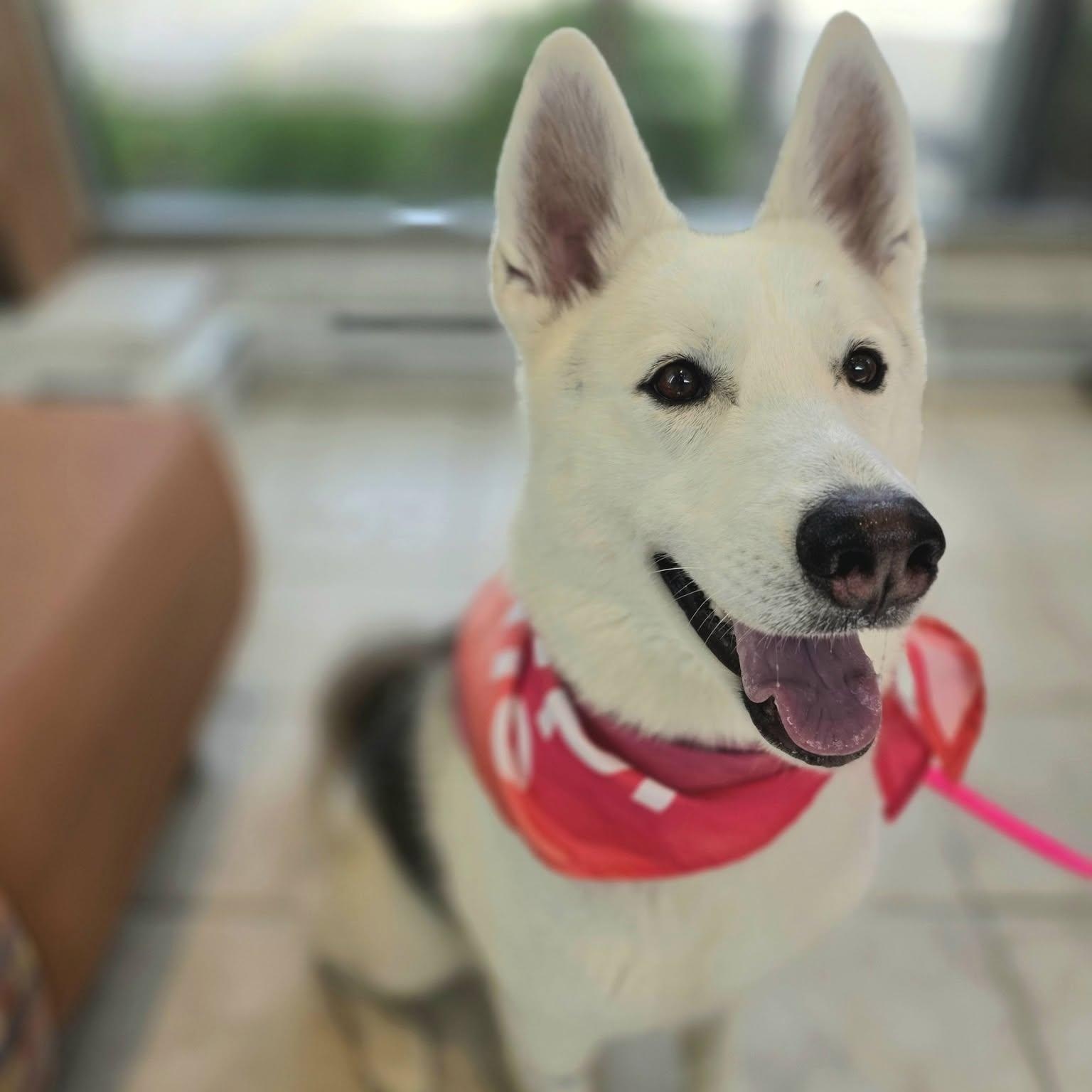 Toasty, a ADOPTABLE Husky in Wheeling, IL image 5/6