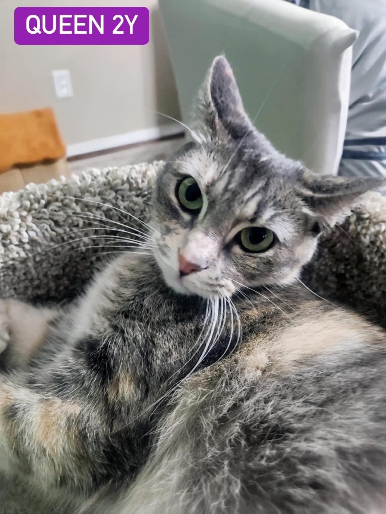 Cat for adoption Queen, a Domestic Short Hair in Oldsmar, FL Petfinder