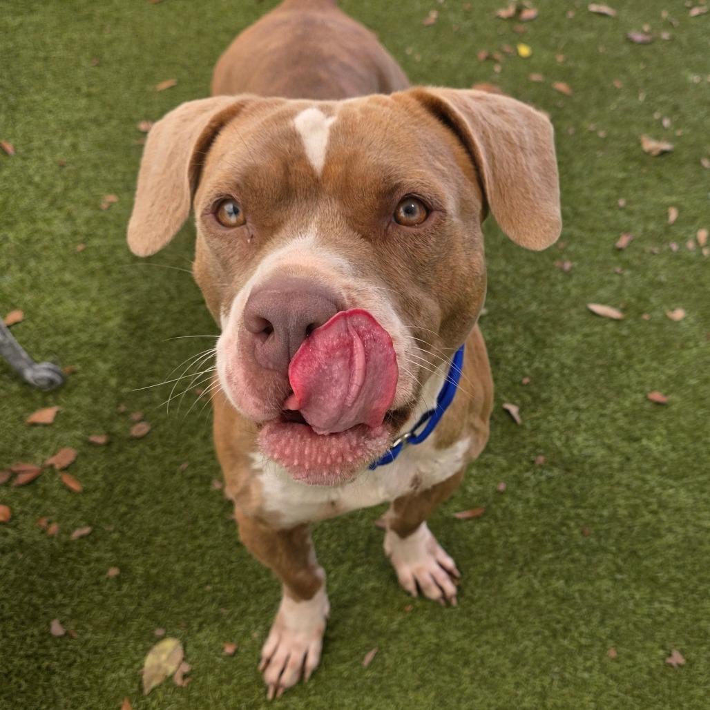 Tiramisu, Adoptable, Adult Female Mixed Breed.