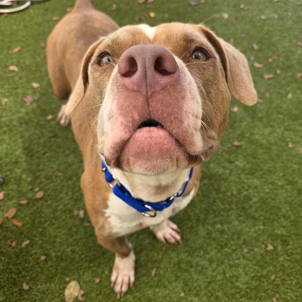 Enlarge Tiramisu, a Adoptable Mixed Breed in Titusville, FL image 2/4