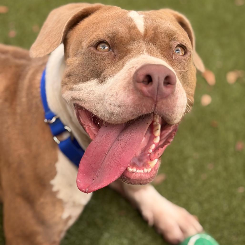 Enlarge Tiramisu, a Adoptable Mixed Breed in Titusville, FL image 3/4