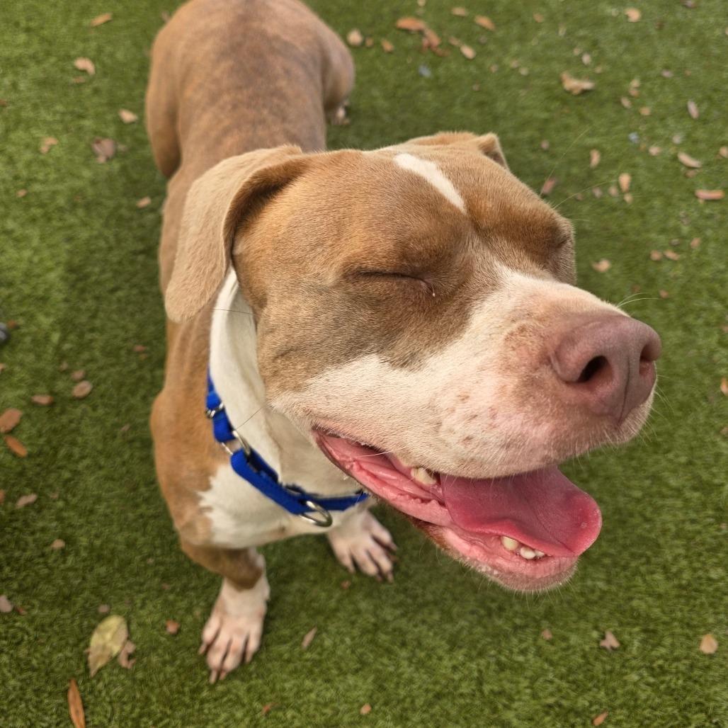Enlarge Tiramisu, a Adoptable Mixed Breed in Titusville, FL image 4/4