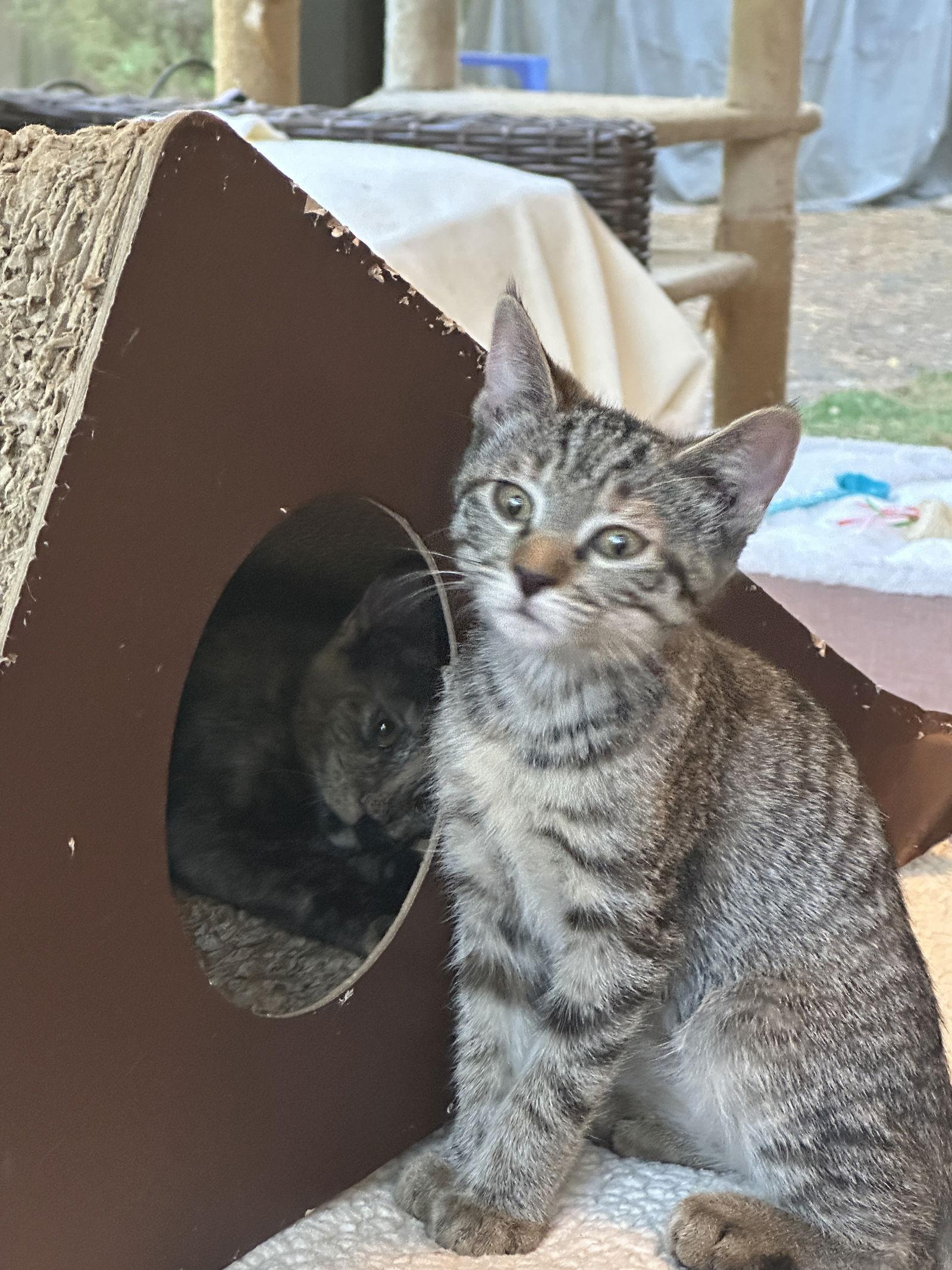 Enlarge Mibble, a Adoptable Domestic Short Hair in The Woodlands, TX image 1/3