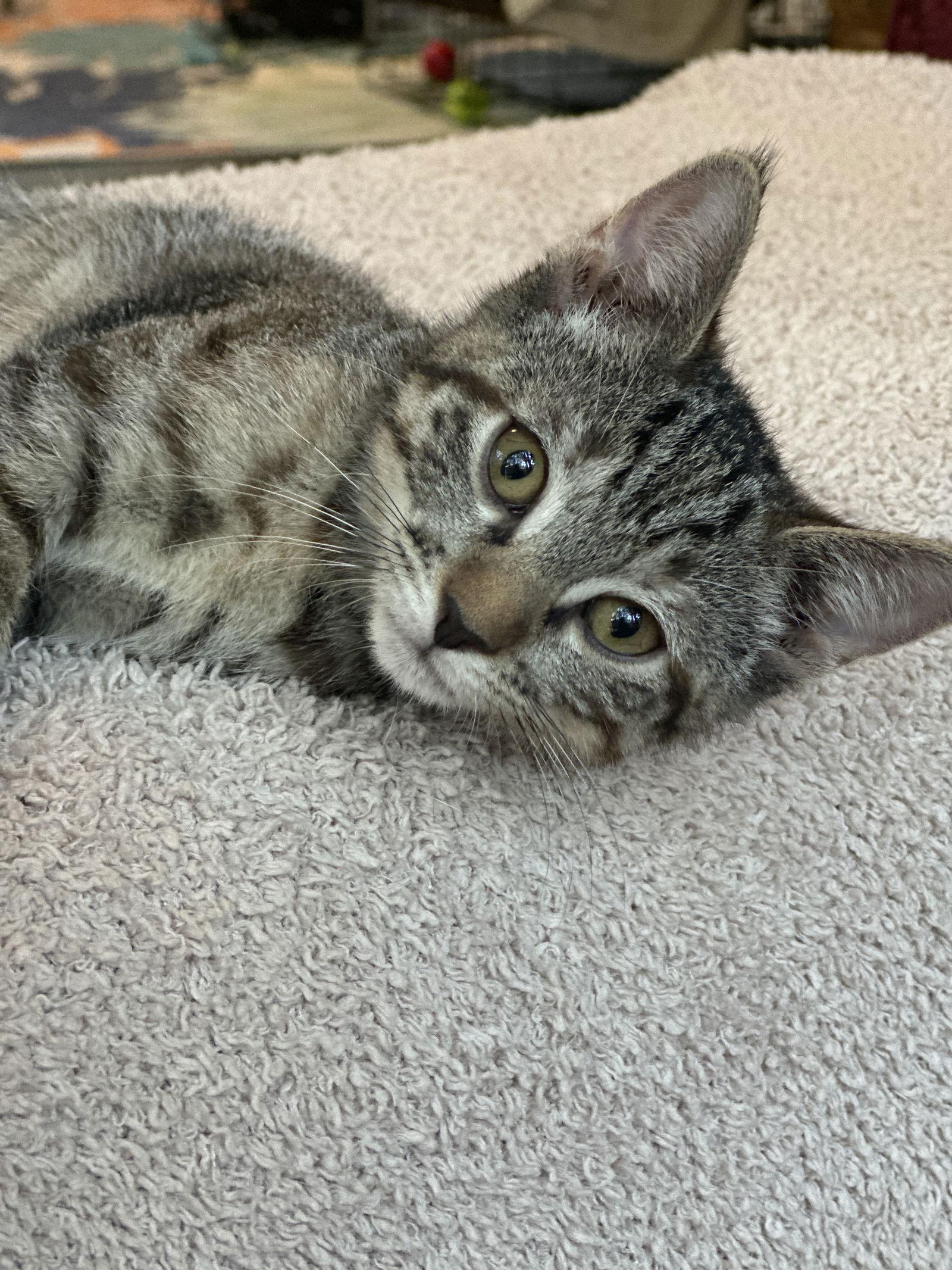 Enlarge Mibble, a Adoptable Domestic Short Hair in The Woodlands, TX image 2/3