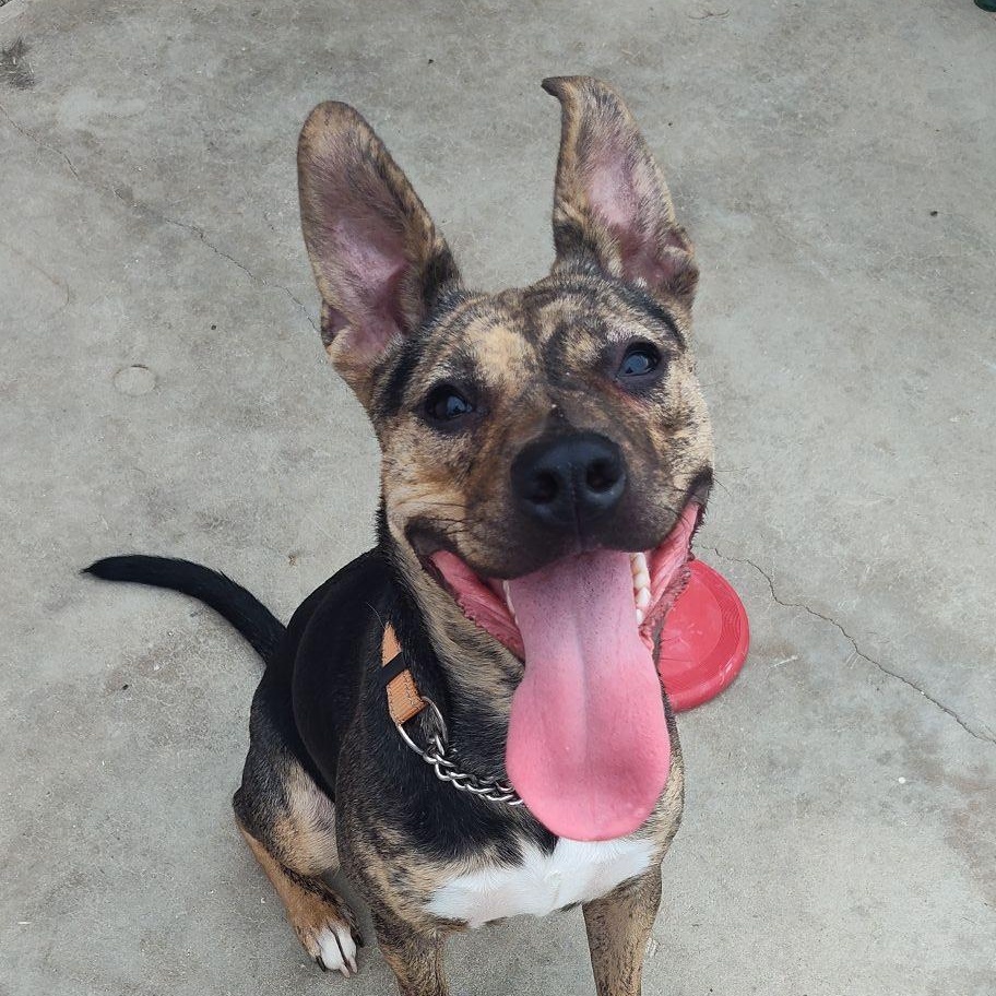 Bella, Adoptable, Young Female Mixed Breed.