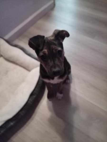 Bella, an adoptable Mixed Breed in Yuma, AZ, 85364 | Photo Image 2