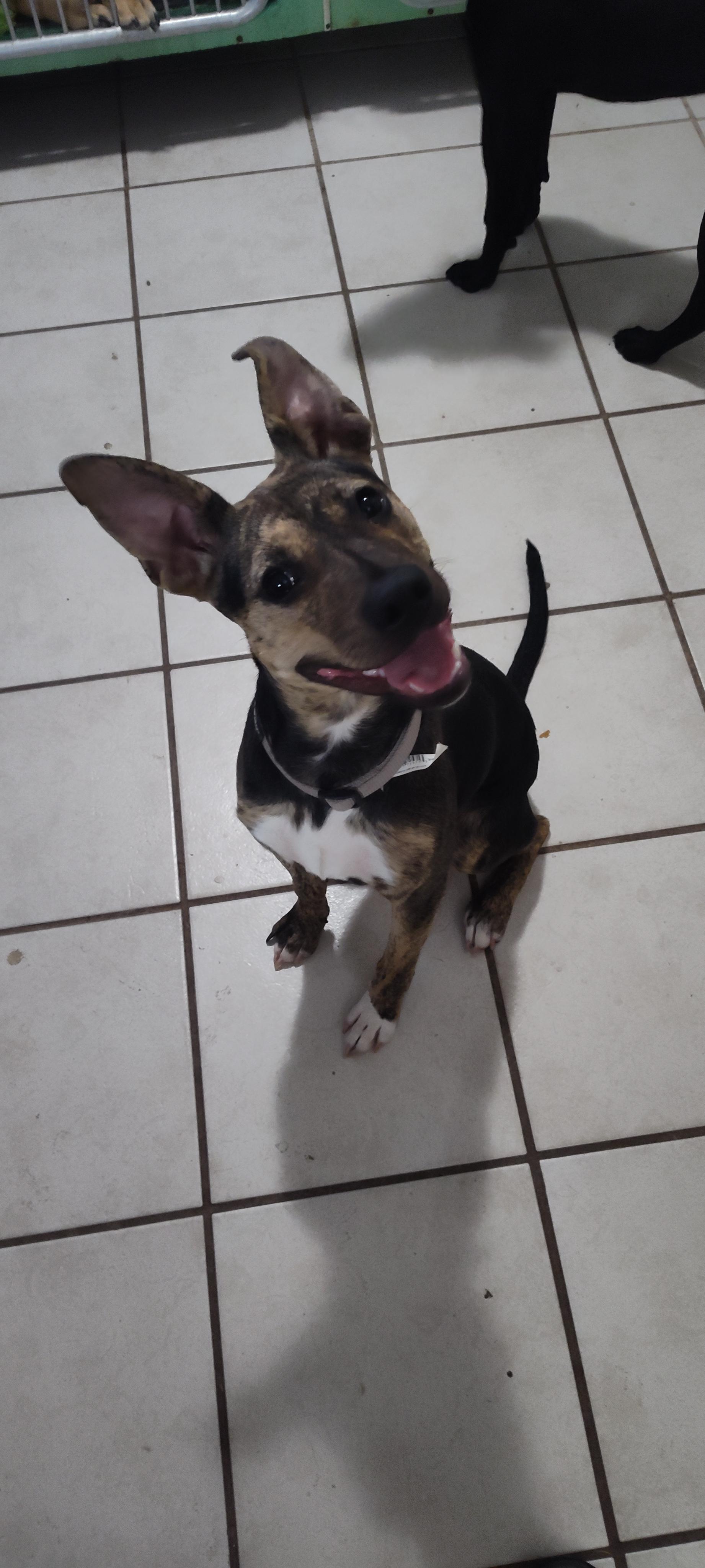 Bella, an adoptable Mixed Breed in Yuma, AZ, 85364 | Photo Image 4