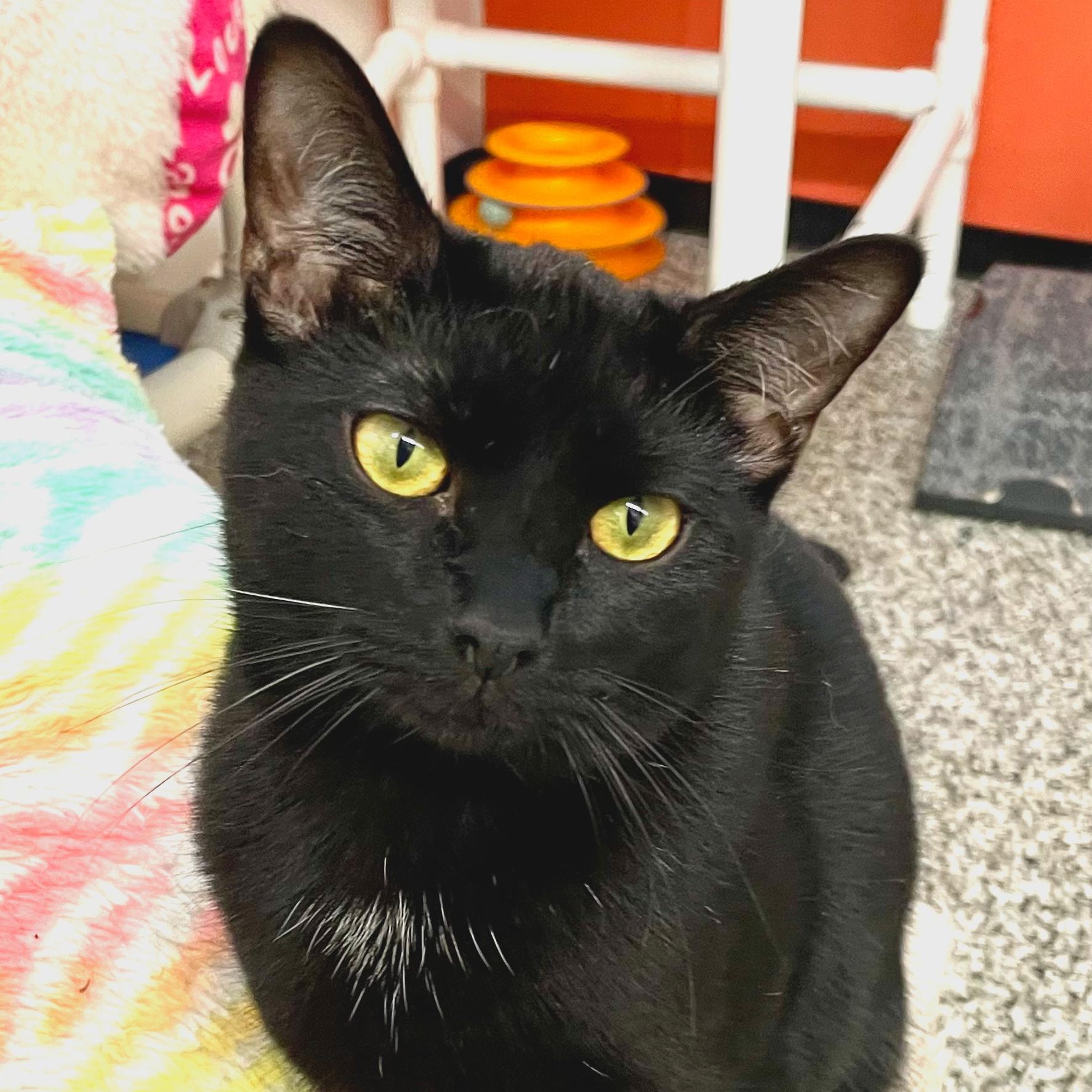 Enlarge Sable, a Adoptable Domestic Short Hair in Sautee Nacoochee, GA image 1/4