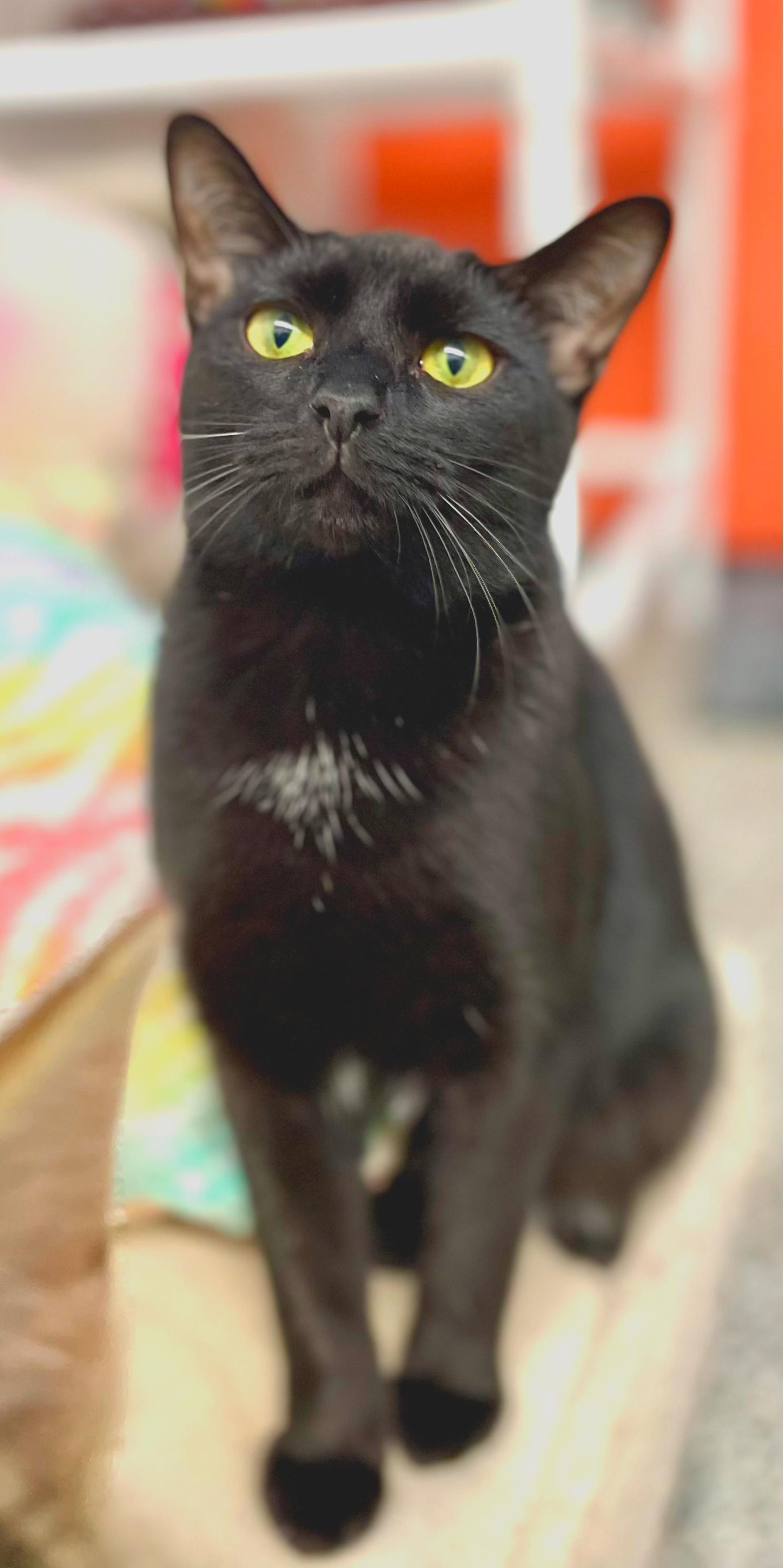 Enlarge Sable, a Adoptable Domestic Short Hair in Sautee Nacoochee, GA image 4/4