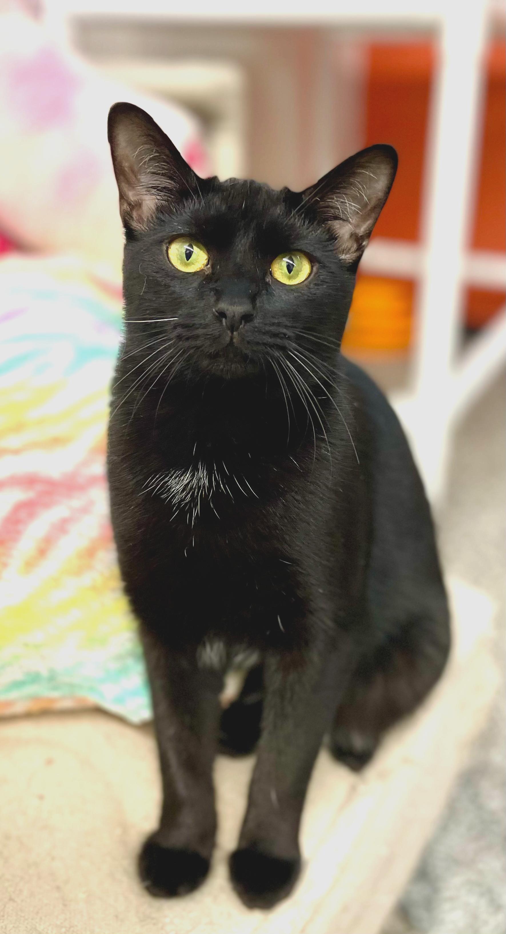 Enlarge Sable, a Adoptable Domestic Short Hair in Sautee Nacoochee, GA image 2/4
