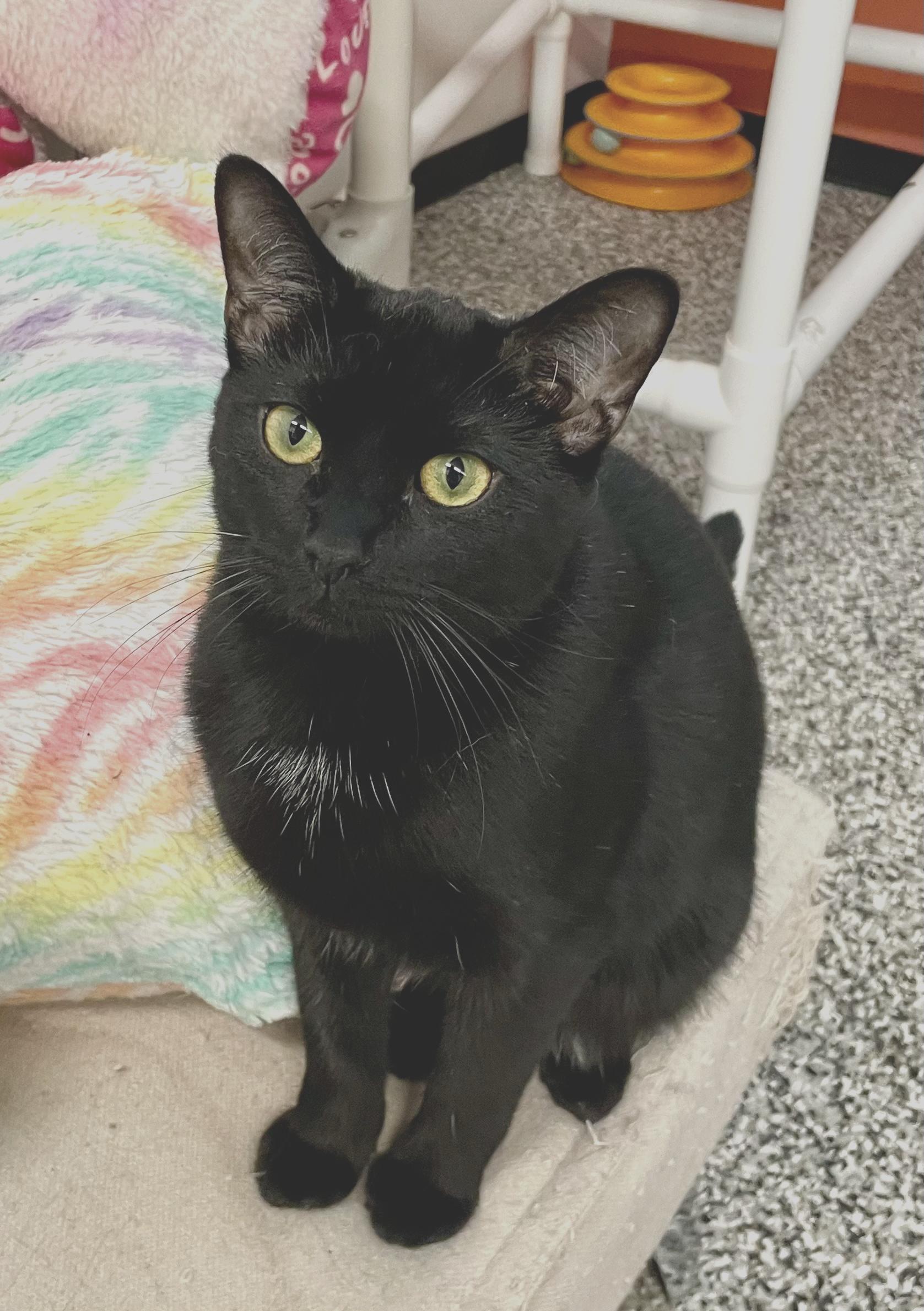 Enlarge Sable, a Adoptable Domestic Short Hair in Sautee Nacoochee, GA image 3/4