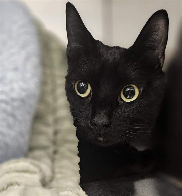 Enlarge DUSTIN, a Adoptable Domestic Short Hair in Santa Cruz, CA image 1/1