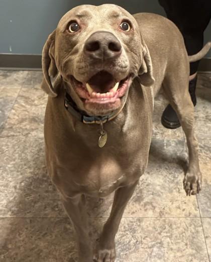 Beau, an adoptable Weimaraner in Missoula, MT, 59808 | Photo Image 1