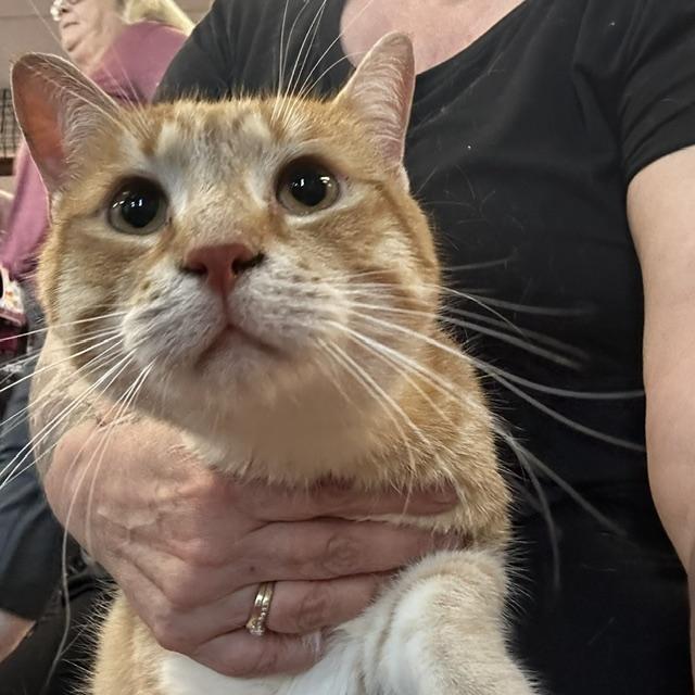 Oscar (w/ Edward), adopted, Adult Male Domestic Short Hair.