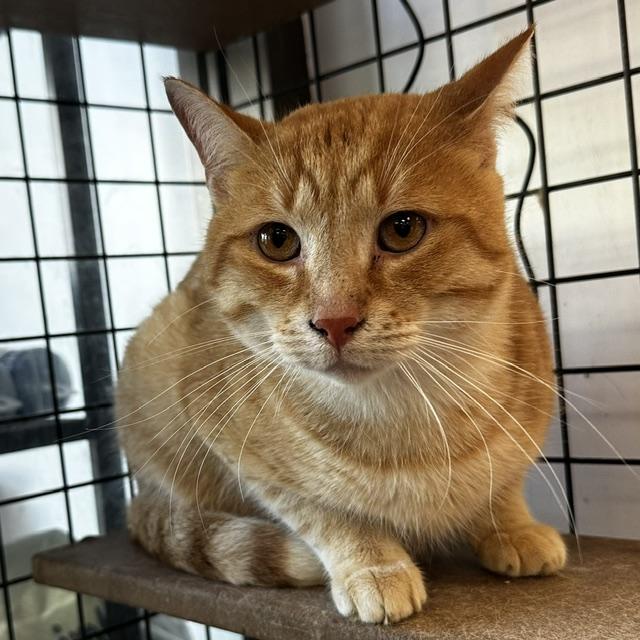 Enlarge Oscar (w/ Edward), an adopted Domestic Short Hair in Caledon, ON image 2/4