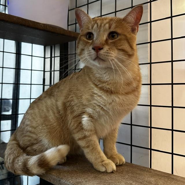 Enlarge Oscar (w/ Edward), an adopted Domestic Short Hair in Caledon, ON image 3/4
