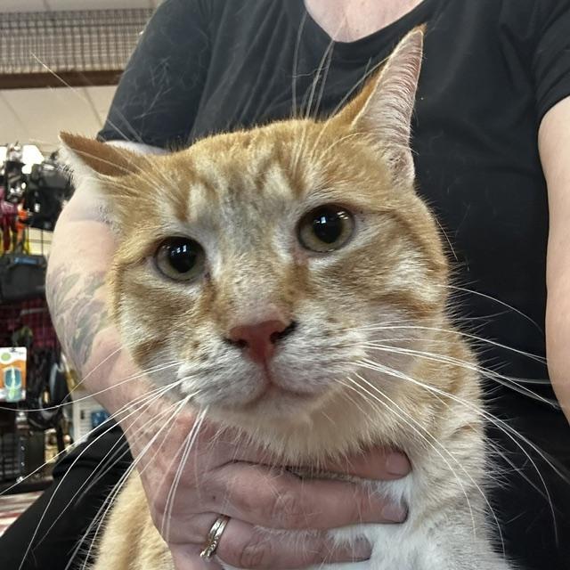 Enlarge Oscar (w/ Edward), an adopted Domestic Short Hair in Caledon, ON image 4/4