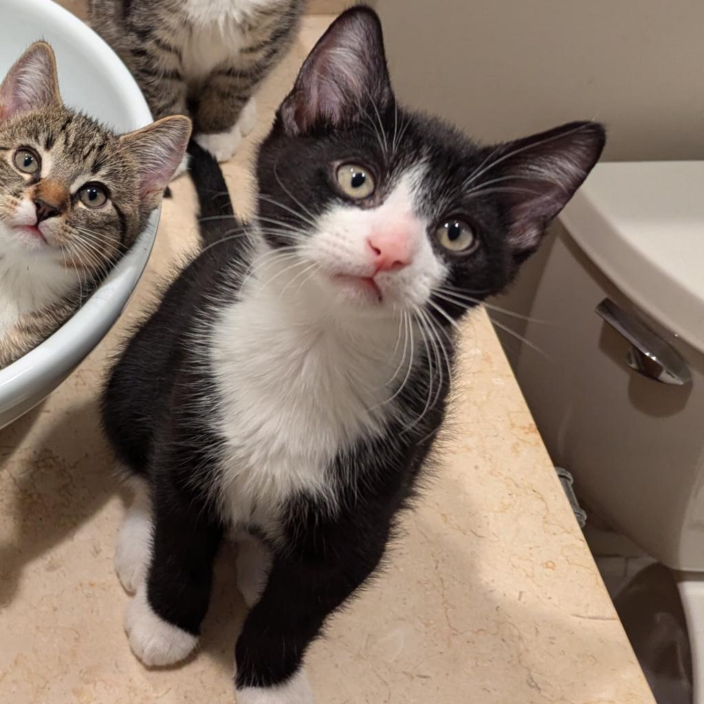 Cash, a Adoptable Domestic Short Hair in Fairport, NY image 2/5