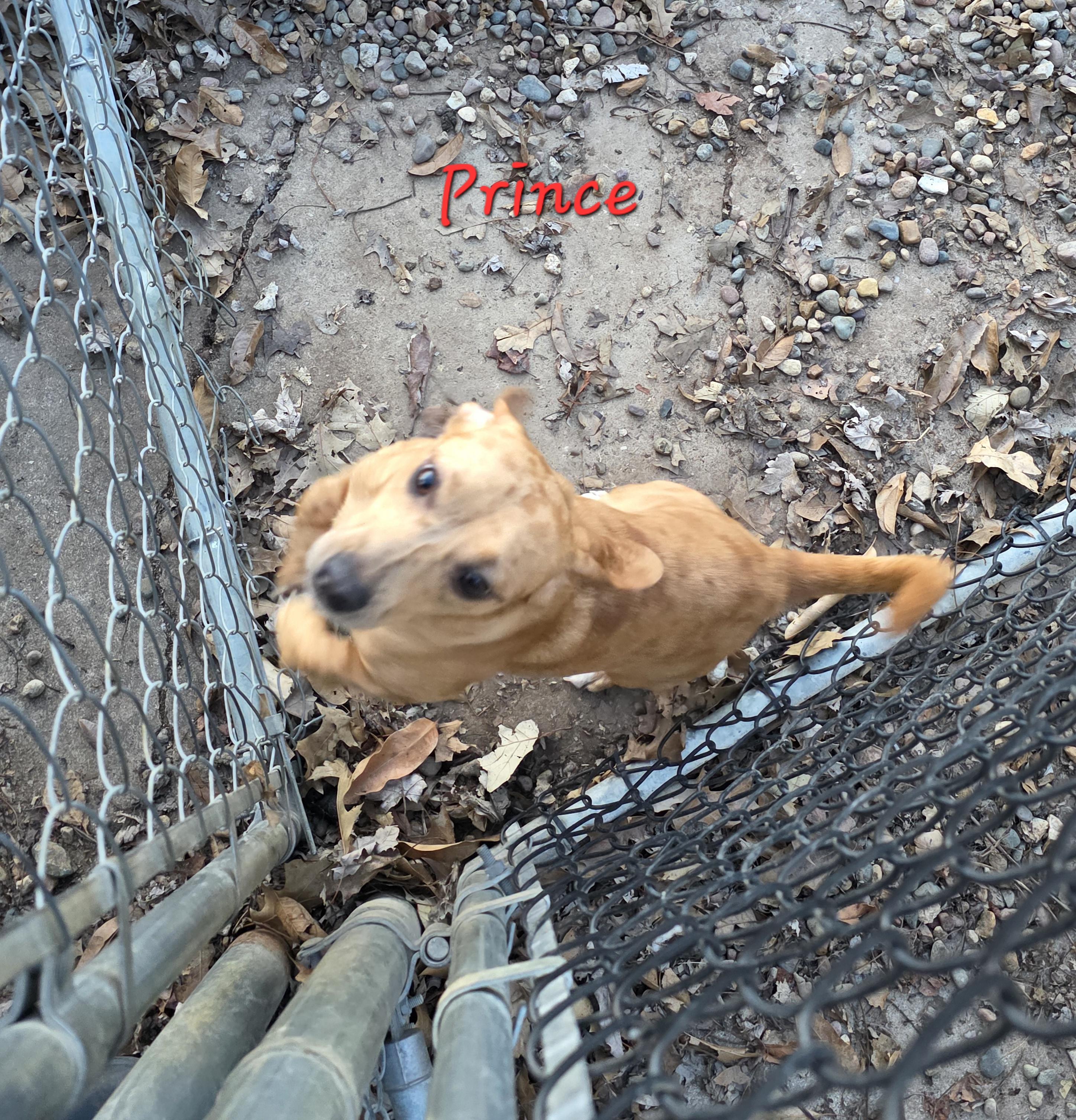 Enlarge Prince, an adoptable mixed breed in Wever, IA image 6/6