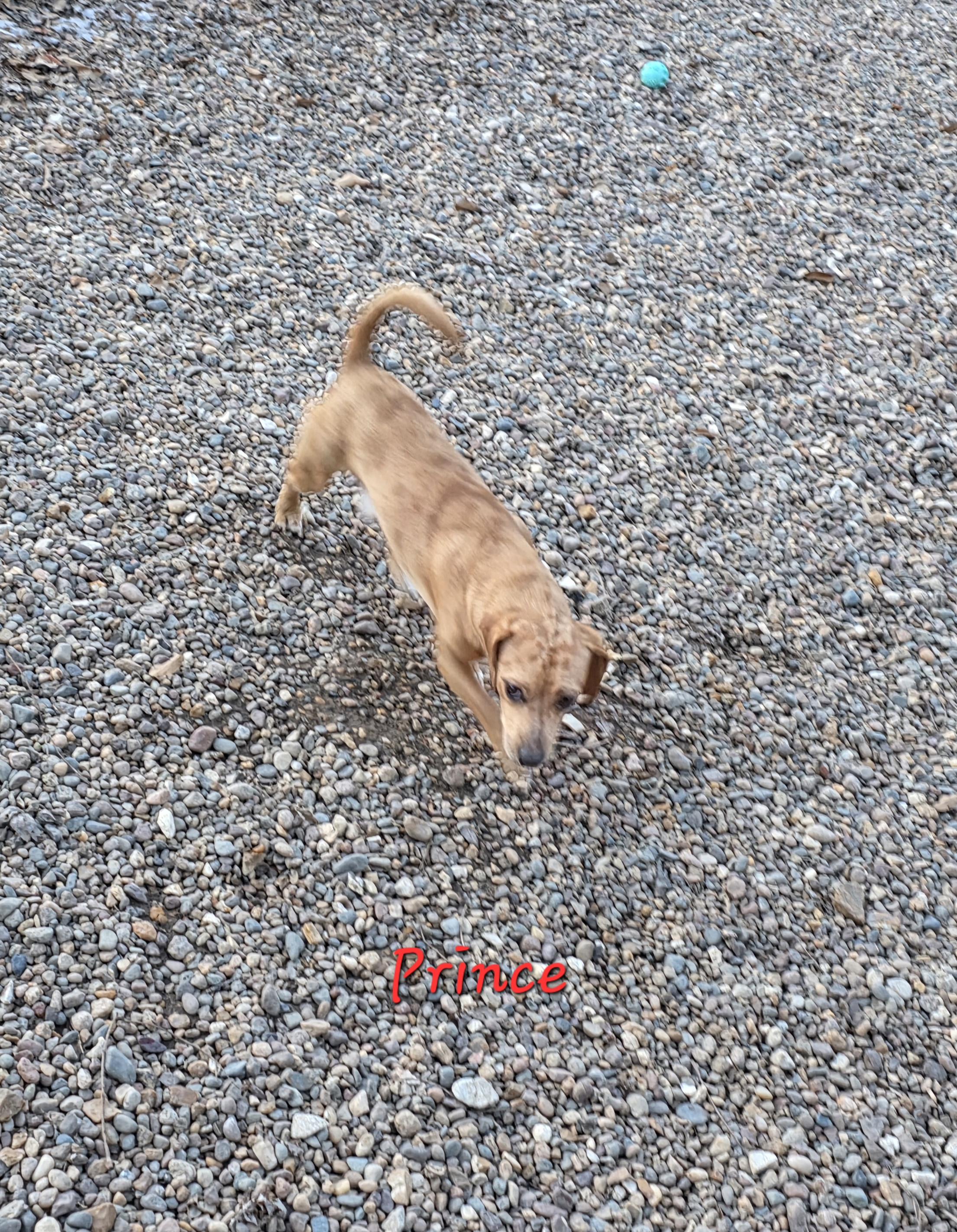 Enlarge Prince, an adoptable mixed breed in Wever, IA image 2/6