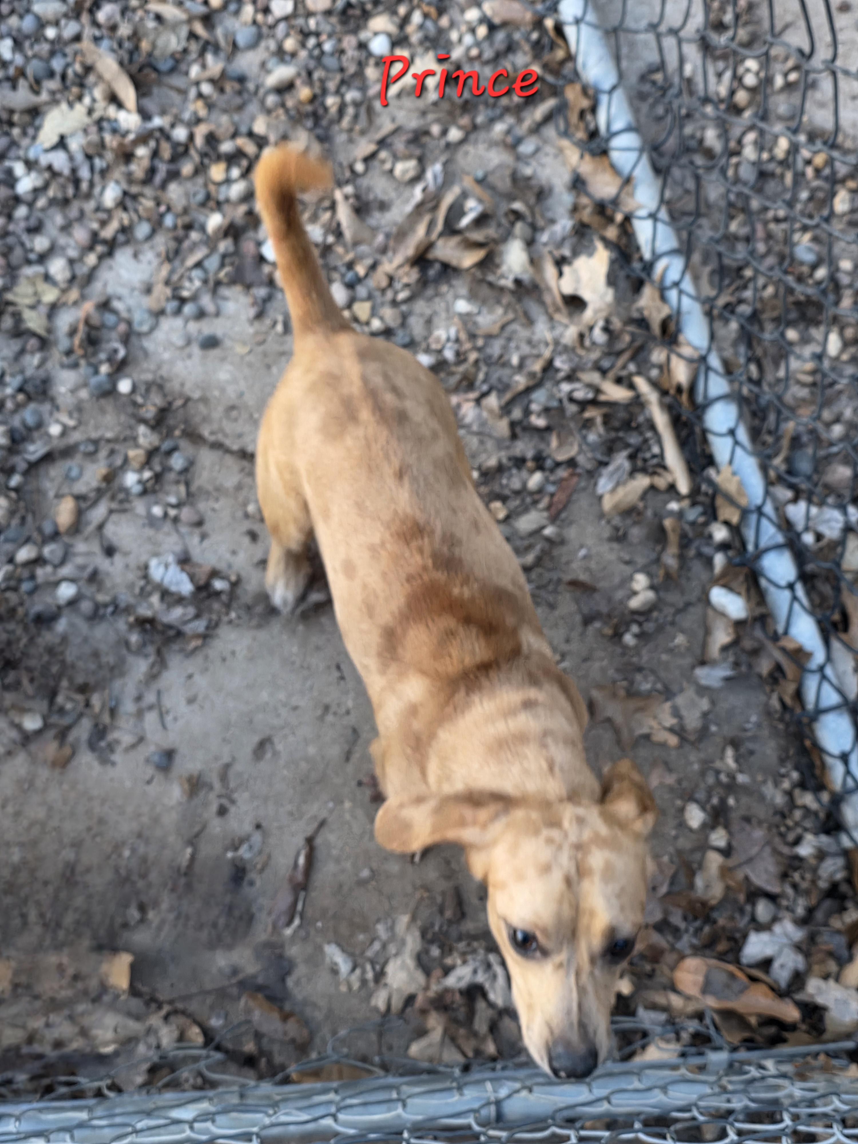 Prince, adoptable, Young Male Dachshund.