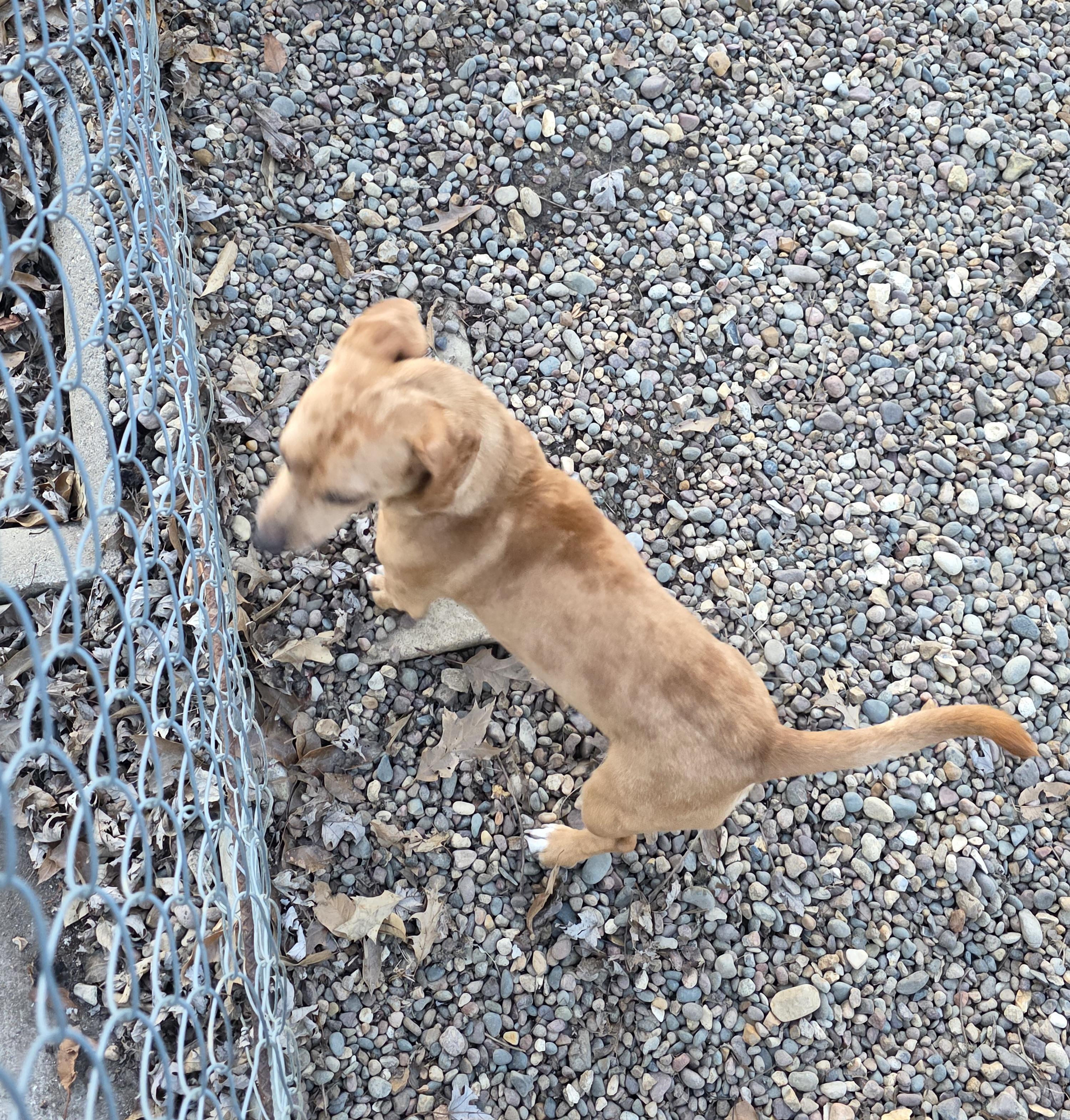 Enlarge Prince, an adoptable mixed breed in Wever, IA image 4/6