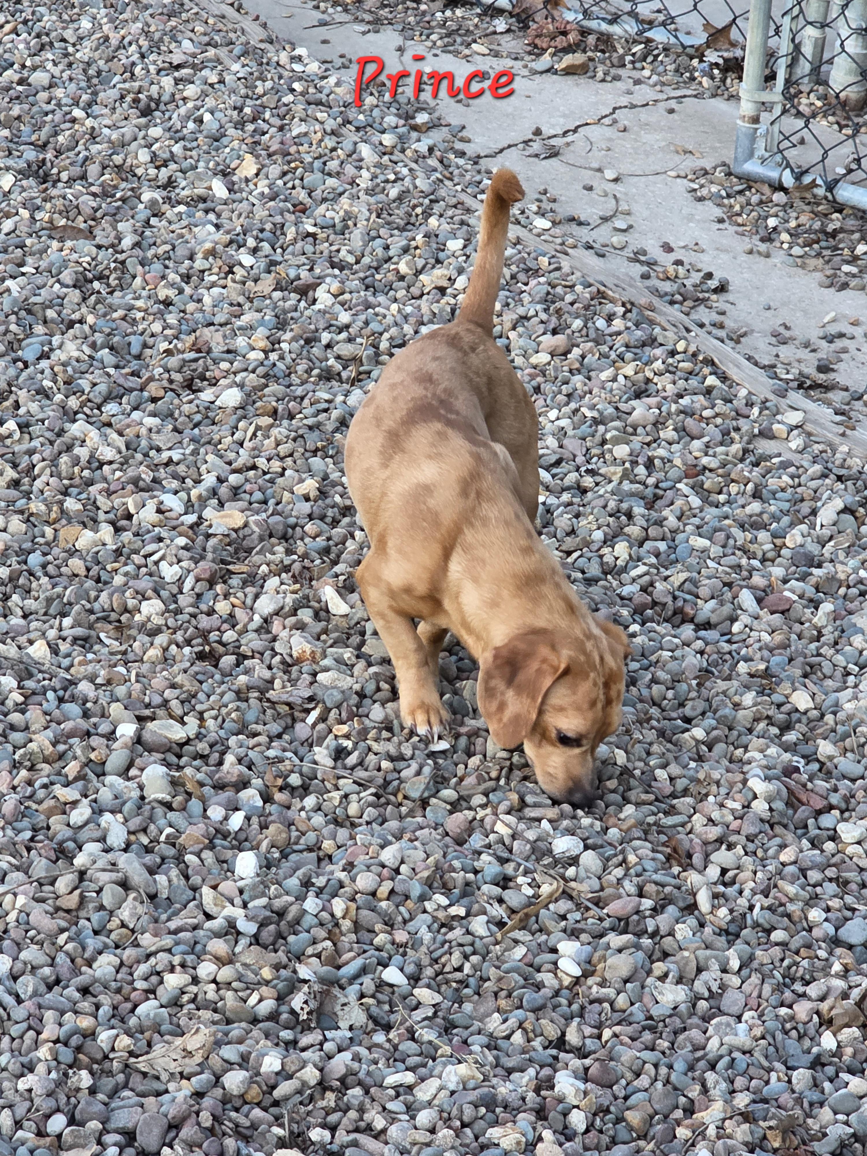 Enlarge Prince, an adoptable mixed breed in Wever, IA image 5/6