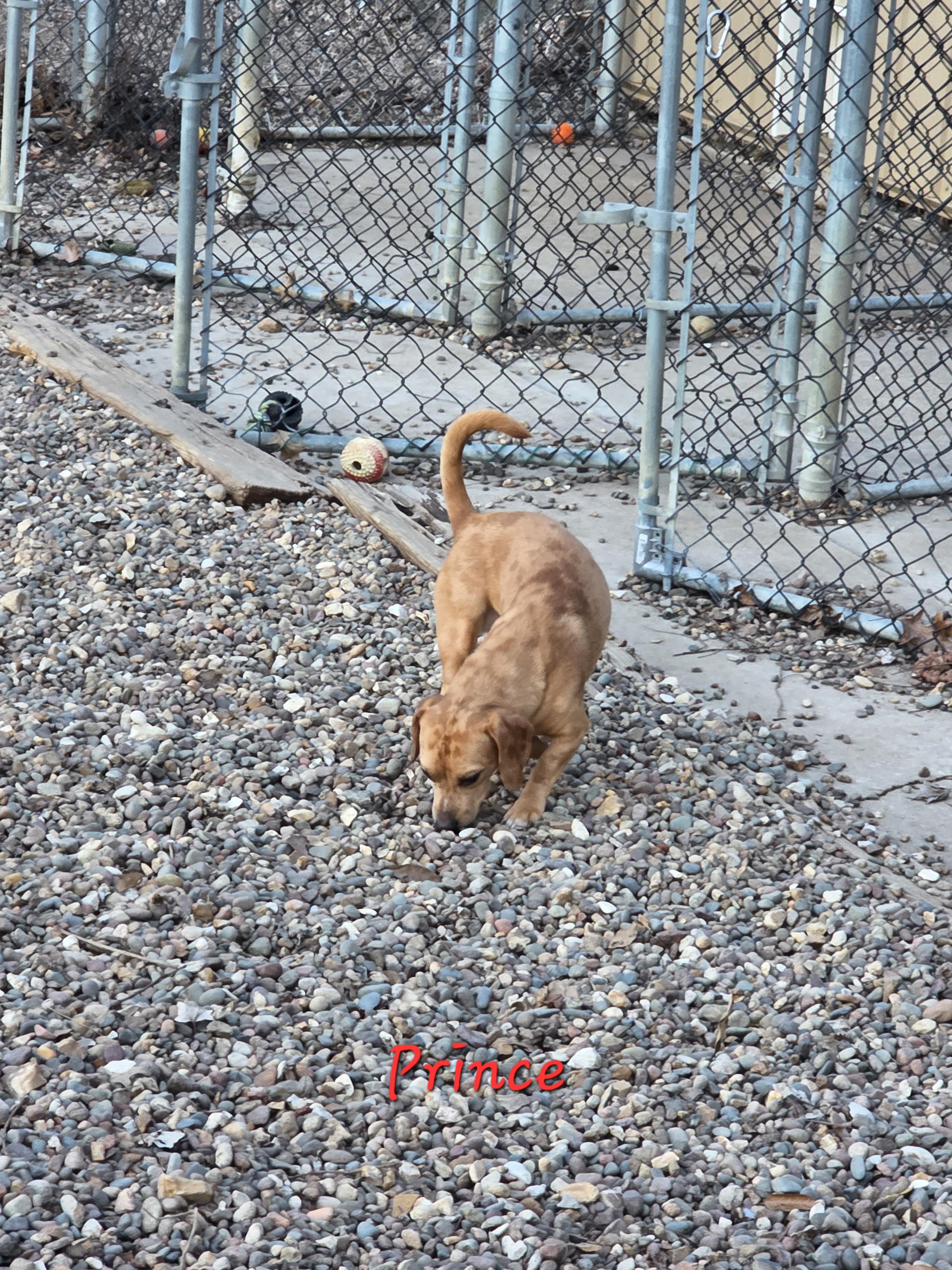 Enlarge Prince, an adoptable mixed breed in Wever, IA image 3/6