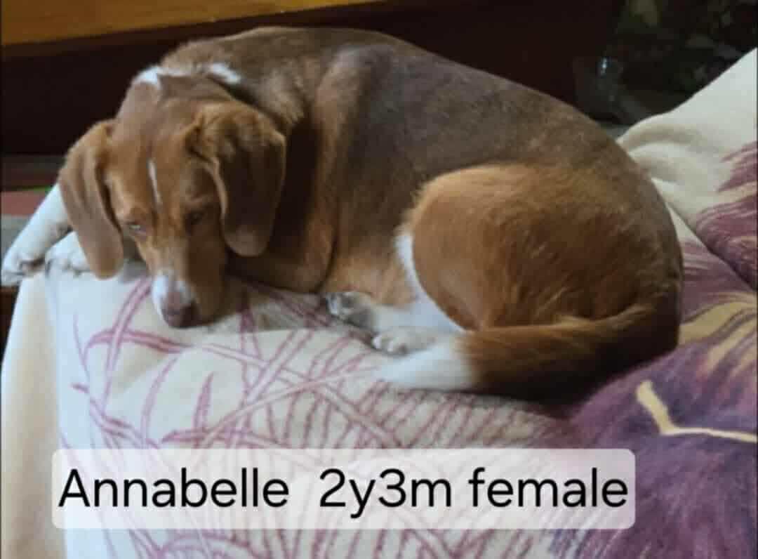 Annabelle