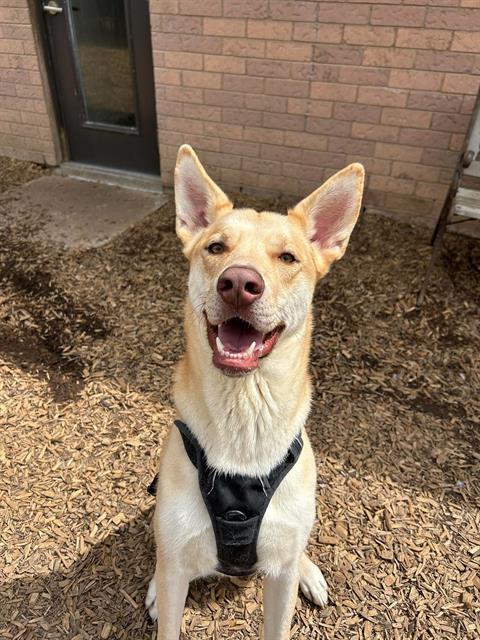 Enlarge GOLDIE, a Adoptable mixed breed in London, ON image 1/1