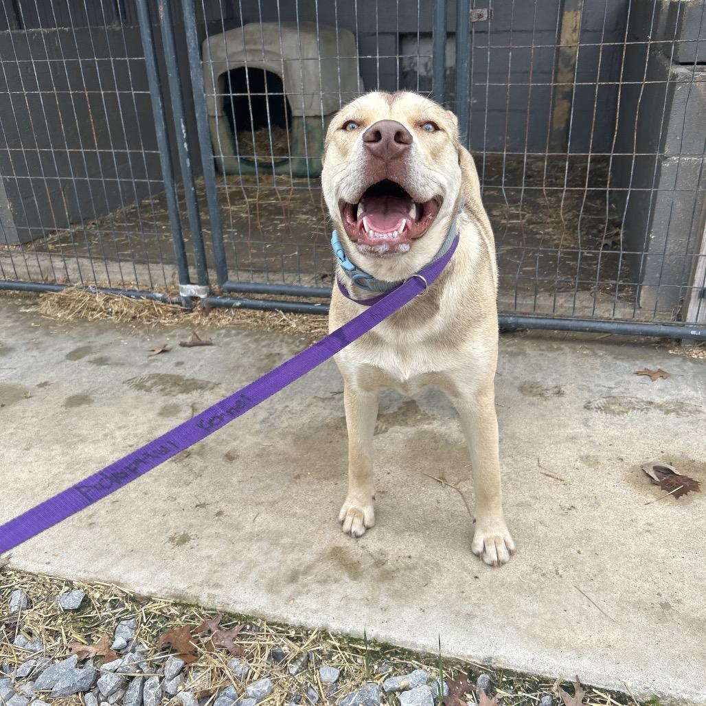 Dusty, Adoptable, Young Male Husky.