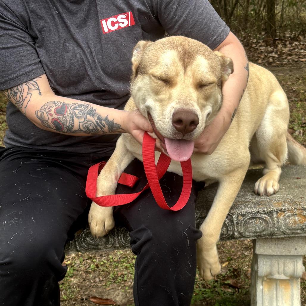 Enlarge Dusty, a Adoptable Husky in Clanton, AL image 3/3