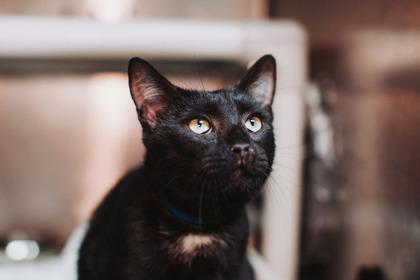 88990a Hex-Pounce Cat Cafe, Adoptable, Adult Male Domestic Short Hair & Domestic Short Hair.