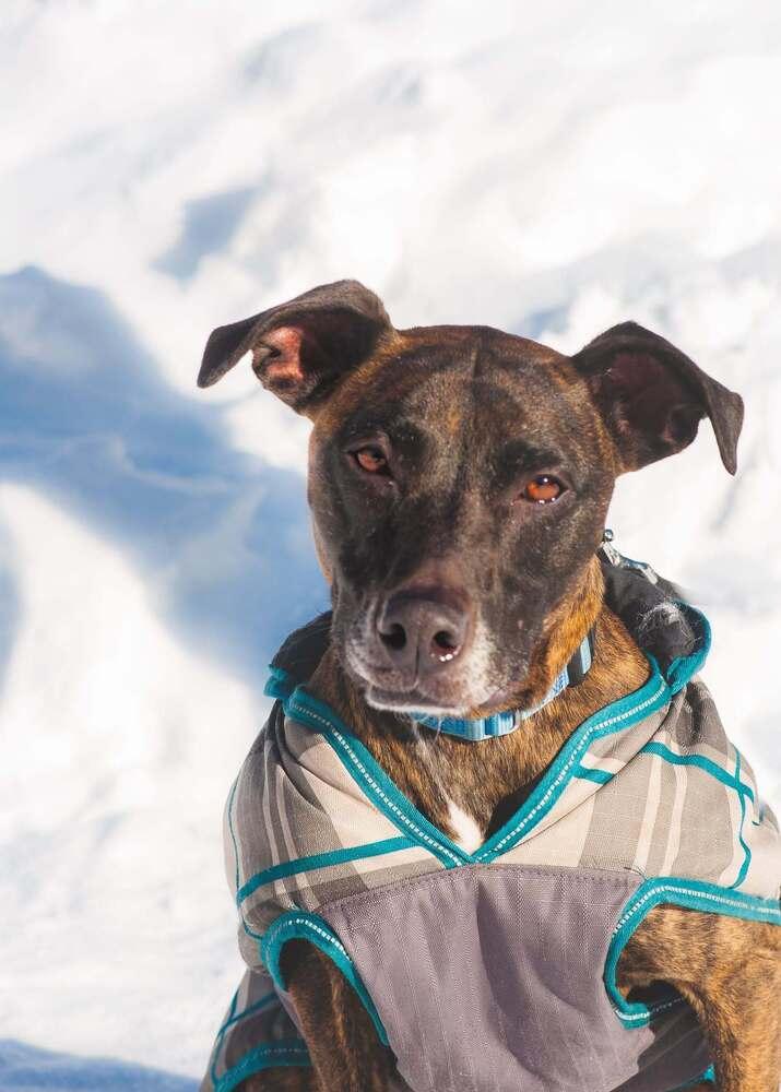 Joey, a Adoptable mixed breed in Groveland, MA image 1/6