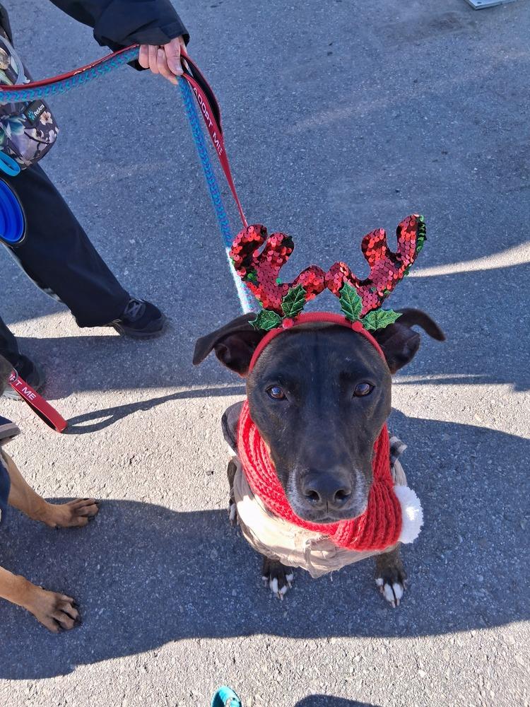 Joey, Adoptable, Adult Male Labrador Retriever.