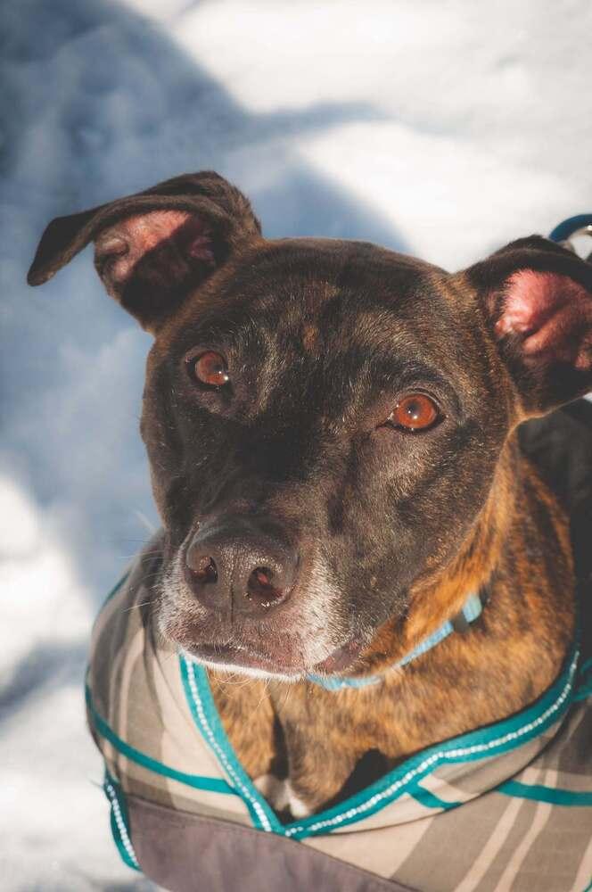 Joey, a Adoptable mixed breed in Groveland, MA image 2/6