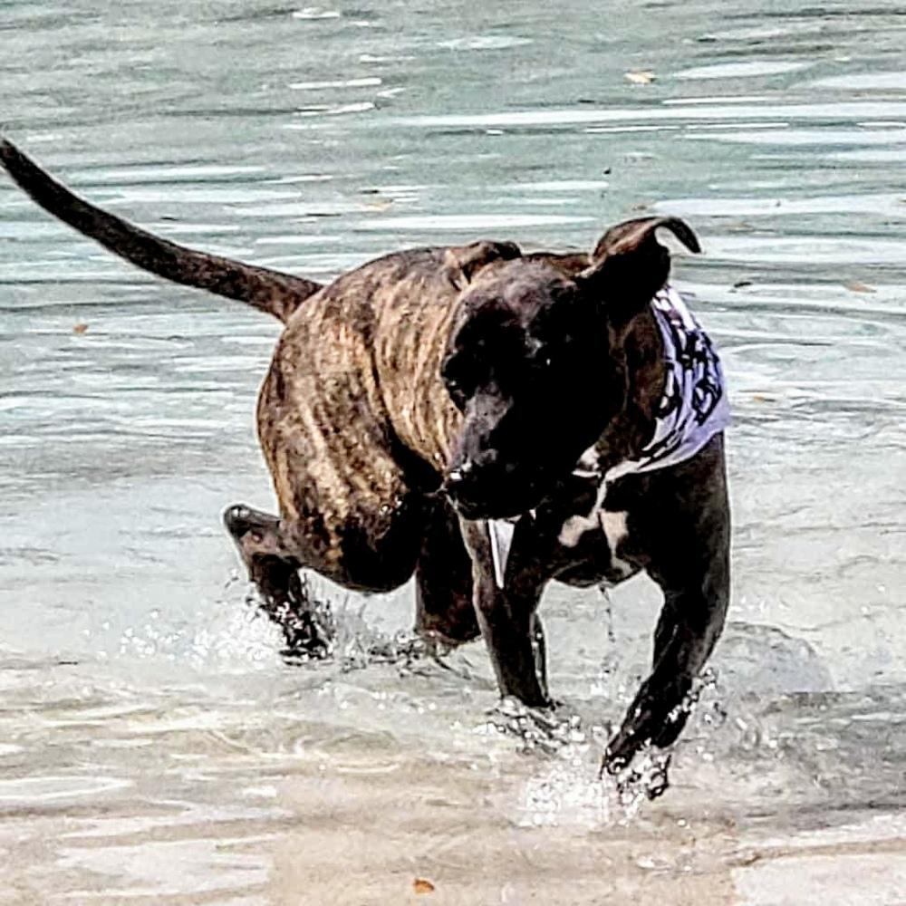 Enlarge Joey, a Adoptable mixed breed in Groveland, MA image 2/6
