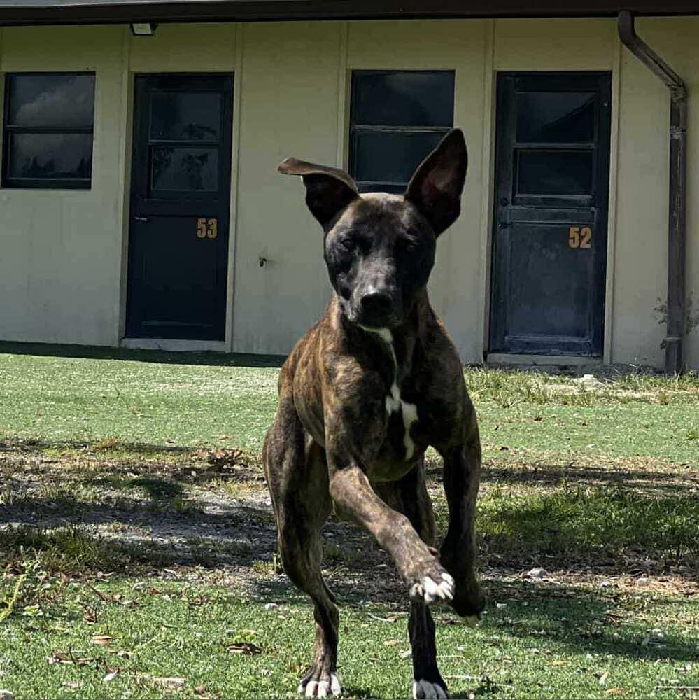 Enlarge Joey, a Adoptable mixed breed in Groveland, MA image 3/6