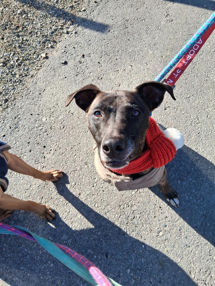 Enlarge Joey, a Adoptable mixed breed in Groveland, MA image 4/6